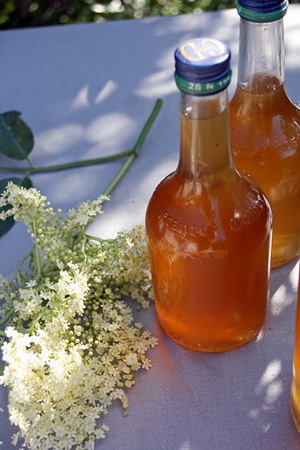 Elderflower cordial (sirop de sureau boisson anglaise)